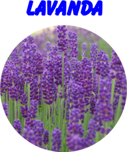 AROMA LAVANDA