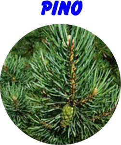 AROMA PINO
